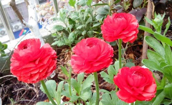 花毛茛怎么养