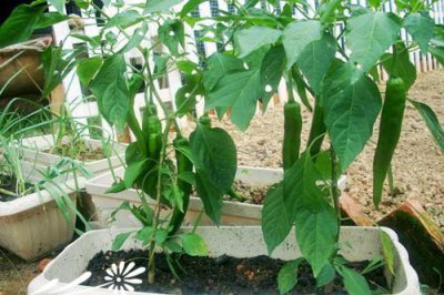 《阳台种菜一步到位全攻略》 阳台种菜全攻略（一步到位）