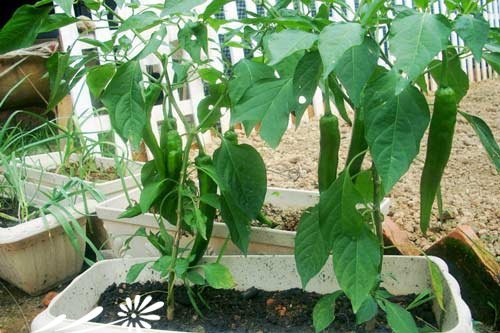 阳台种菜全攻略