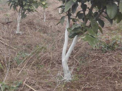盆栽花木修剪时间 《盆栽花木何时修剪？》