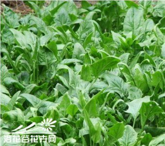 菠菜的阳台种植方法 《阳台种植菠菜的方法》
