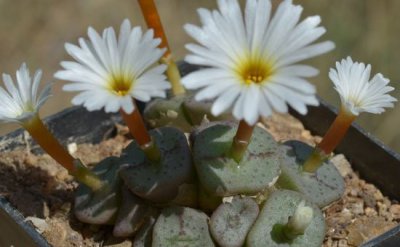 方碗石生花 方碗生石花