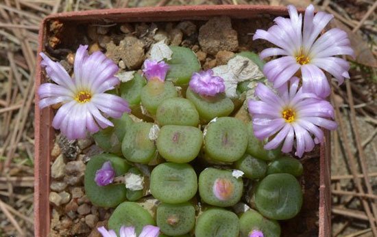 方碗生石花