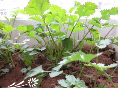 阳台香菜的种植方法 《阳台种香菜的小妙招》