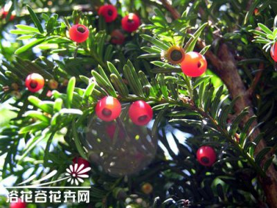 红豆杉养护的五点要素 《红豆杉养护的五大关键要素》