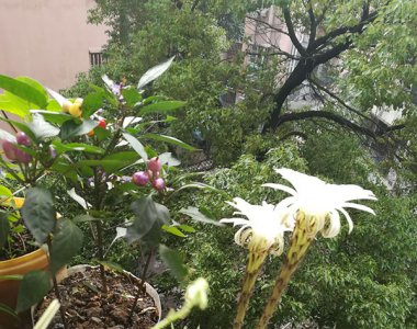 九月庭院盆栽花卉管理 《九月庭院盆栽花卉养护要点》