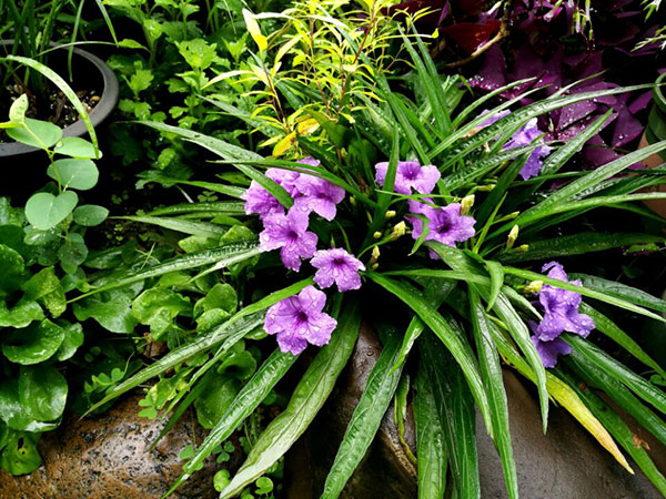 九月庭院盆栽花卉管理