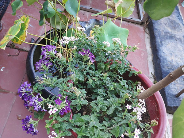 九月庭院盆栽花卉管理