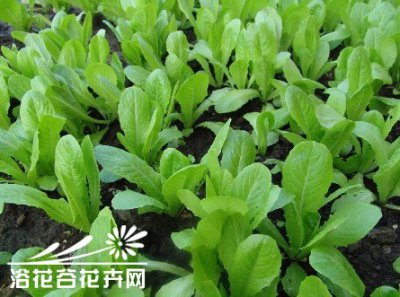阳台种植小白菜的方法 小白菜的阳台种植方法