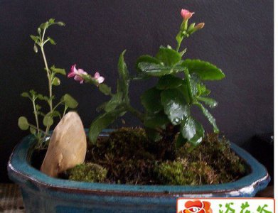如何制作养护连翘盆景 《连翘盆景制作与养护要点》