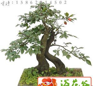 珍稀金弹子挂果盆景 珍稀挂果金弹子盆景