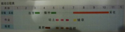 盆栽生姜的种植教程（图文） 《盆栽生姜种植教程附图文哦！》