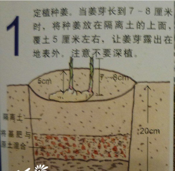 盆栽生姜的种植教程