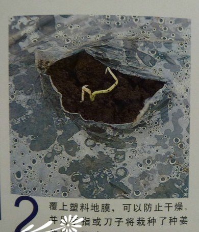 盆栽生姜的种植教程