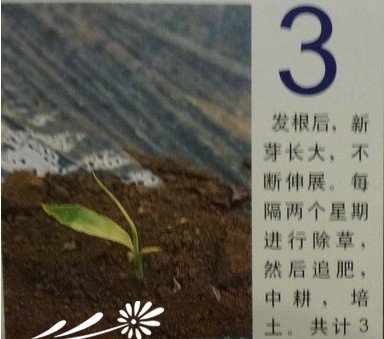 盆栽生姜的种植教程