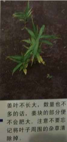 盆栽生姜的种植教程