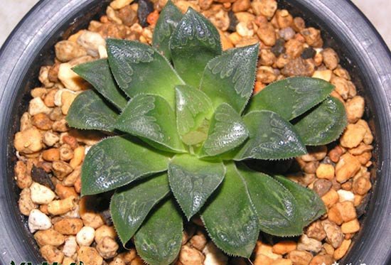 多肉植物芷寿的资料介绍