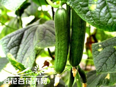 《盆栽小黄瓜方法图解》 图说盆栽小黄瓜的方法（图）