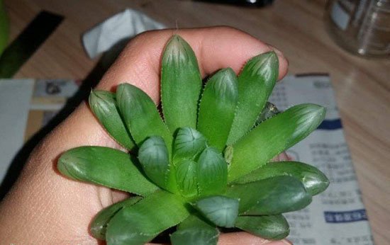 玉露徒长怎么办