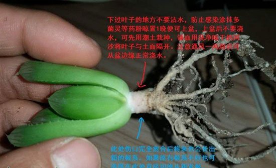 玉露徒长怎么办