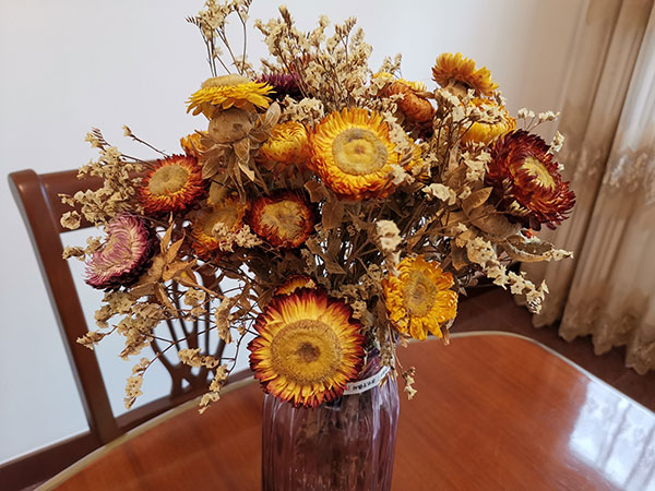 麦秆菊鲜切花怎么养