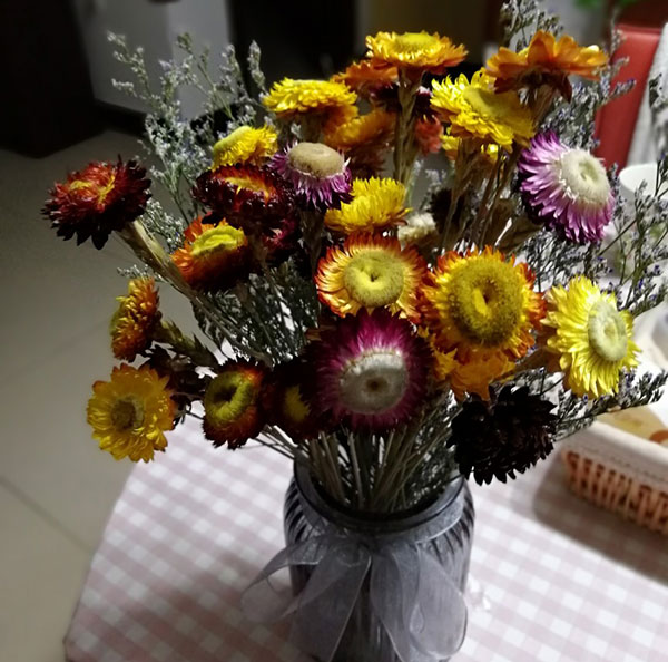 麦秆菊鲜切花怎么养