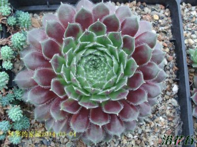多肉植物紫红牡丹介绍 紫红牡丹图片