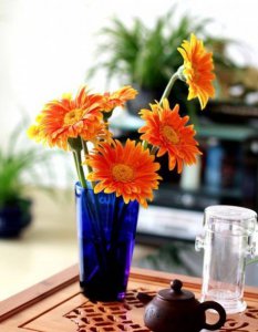 非洲菊插花的养护方法 《非洲菊插花养护小技巧》
