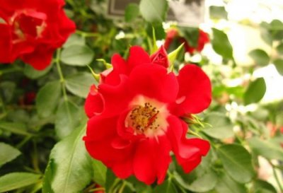 月季花漫步的露西讲解 漫步的露西图片大全