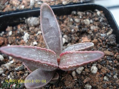 多肉植物棱叶玛丽安详解 棱叶玛丽安图片欣赏