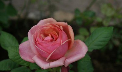 月季斯蒂芬妮玫瑰介绍 斯蒂芬妮玫瑰照片图