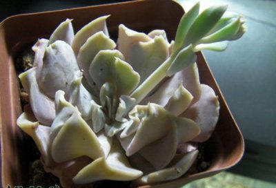 天鹅湖多肉植物（含图） 天鹅湖多肉植物（附图）
