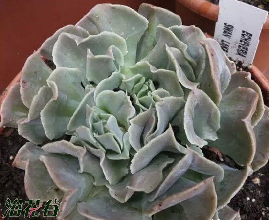 天鹅湖多肉植物