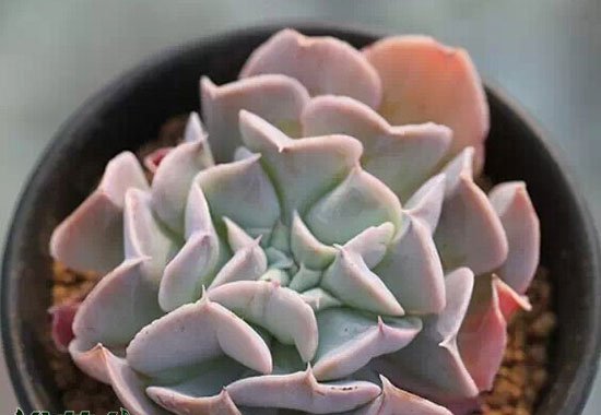 天鹅湖多肉植物