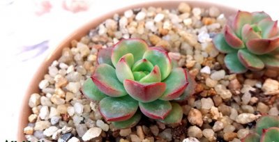 多肉植物红化妆讲解 红化妆图片集