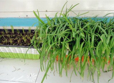 阳台韭菜的种植方法 《阳台韭菜种植小窍门》