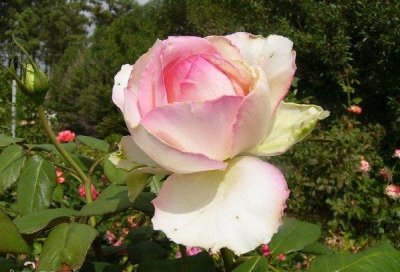 月季花巴尔扎克é讲解 巴尔扎克é图片大全