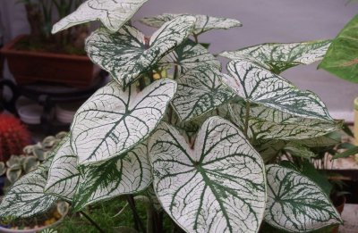 秋后花叶芋的管理技术 花叶芋的秋后管理技术