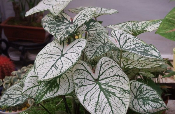 花叶芋的秋后管理技术