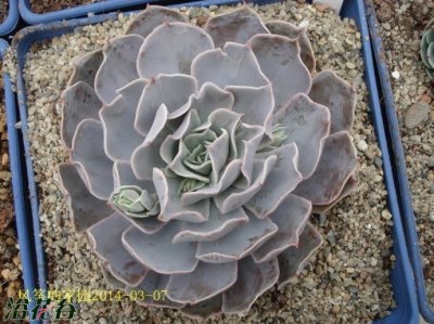 多肉植物双子座介绍 双子座图片欣赏