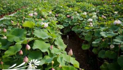 盆栽荷花如何施肥 《盆栽荷花的施肥方法》