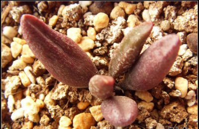 多肉植物纯红玛丽安介绍 纯红玛丽安图片大全