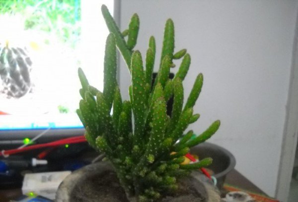 姬珊瑚图片二