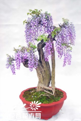 盆栽紫藤花繁色艳的窍门