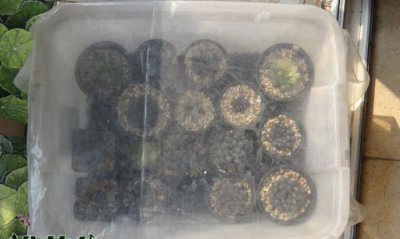 玉露刚上盆能否闷养？ 玉露刚上盆可以闷养么