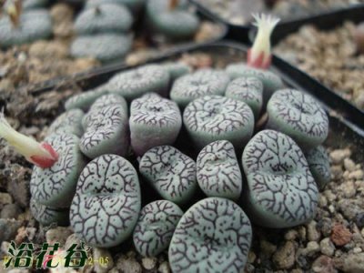 多肉植物墨小锥介绍 《墨小锥多肉植物介绍》