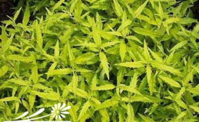 金叶莸节水耐旱养护措施 节水耐旱植物金叶莸的养护措施