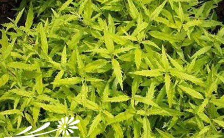 节水耐旱植物金叶莸的养护措施