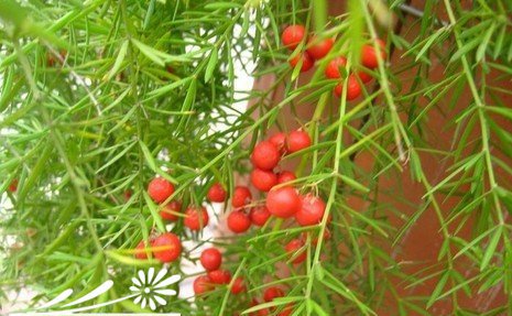 天门冬怎么养护才能叶果俱佳