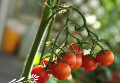 阳台西红柿的种植方法 《阳台种西红柿的小窍门》